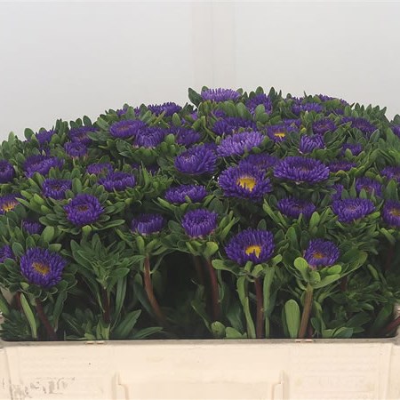 Callistephus Blue