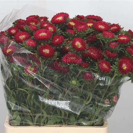 Callistephus Bonita Scarlet