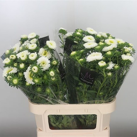 Callistephus Bonita White (Extra)