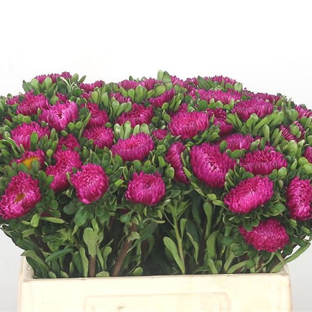 Callistephus Cerise