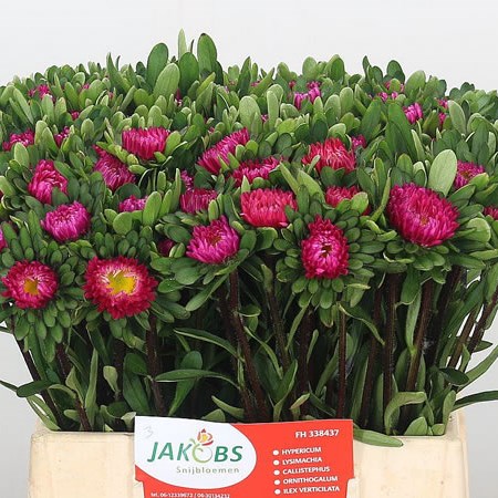 Callistephus Cerise