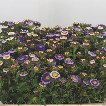 Callistephus Disco Blue