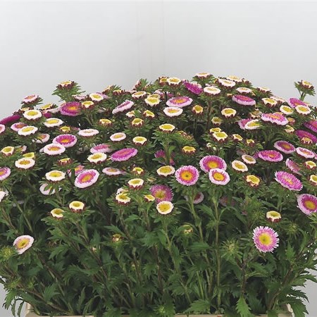 Callistephus Disco Pink