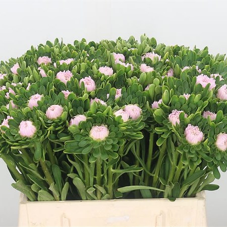Callistephus Jules Pink