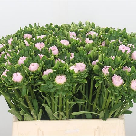 Callistephus Jules Pink