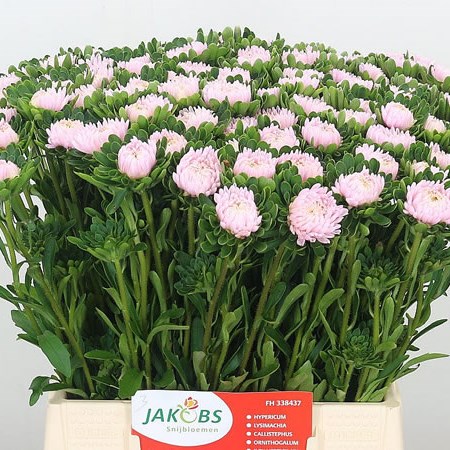 Callistephus Jules Pink