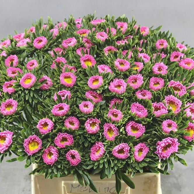 Callistephus Matsumoto Pink