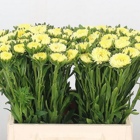 Callistephus Matsumoto Yellow