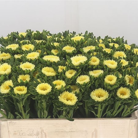 Callistephus Matsumoto Yellow