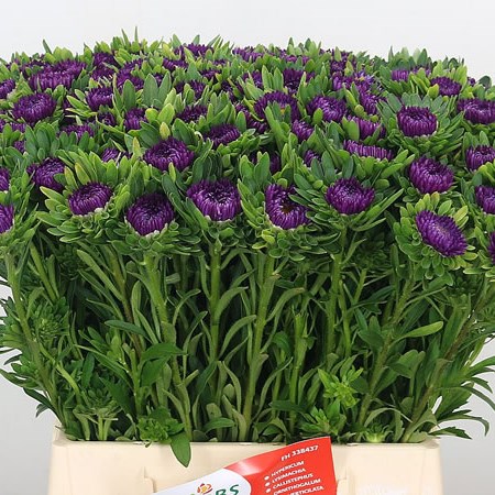Callistephus Milan Blue