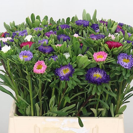 Callistephus Mixed (Cols may vary)
