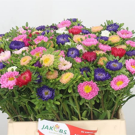 Callistephus Mixed (Cols may vary)