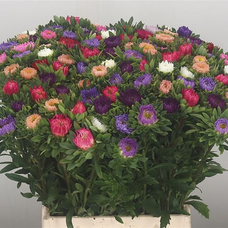 Callistephus Mixed (Cols may vary)