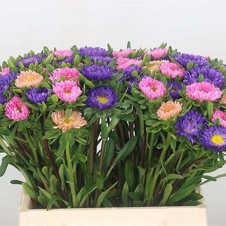 Callistephus Mixed (Cols may vary)