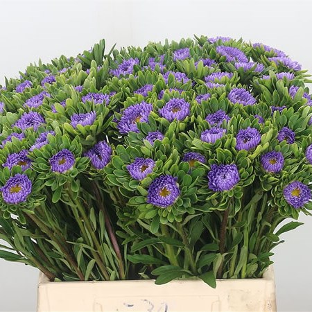 Callistephus Pale Blue