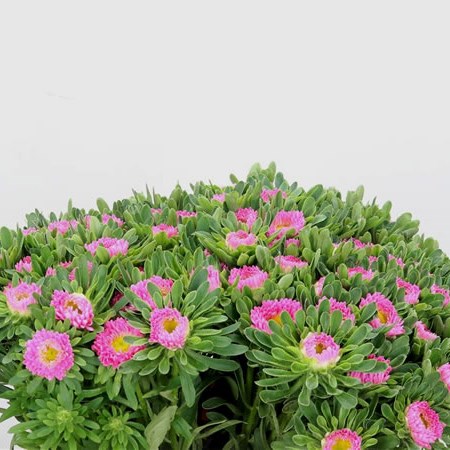 Callistephus Pink