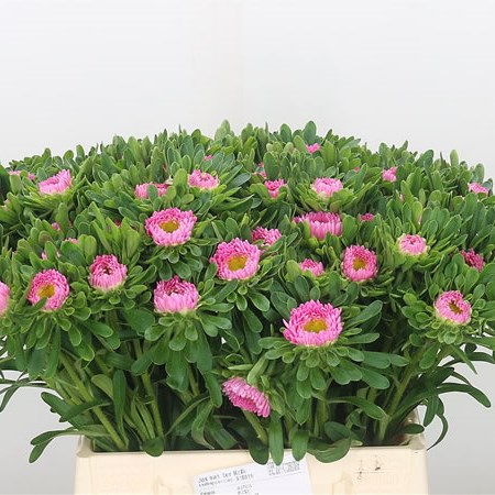 Callistephus Pink