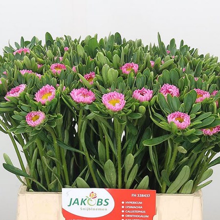 Callistephus Pink