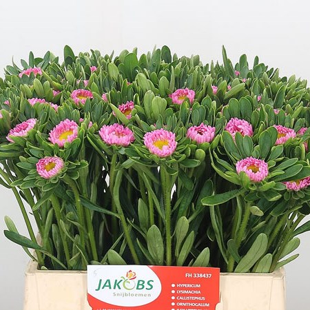 Callistephus Pink
