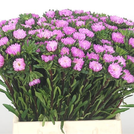 Callistephus Pink/White