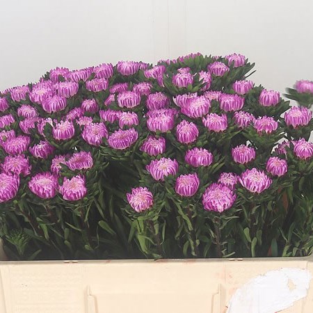 Callistephus Pink/White