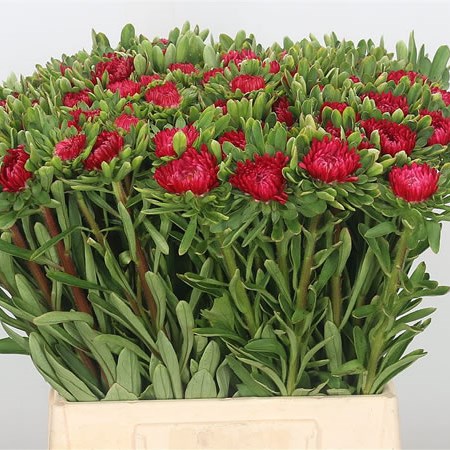 Callistephus Red