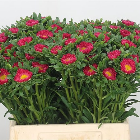 Callistephus Scharlaken