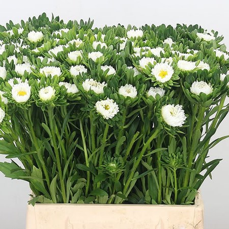 Callistephus White