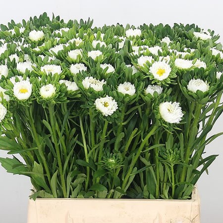 Callistephus White