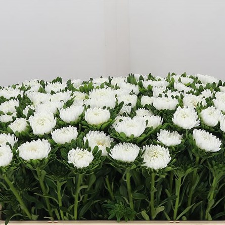Callistephus White