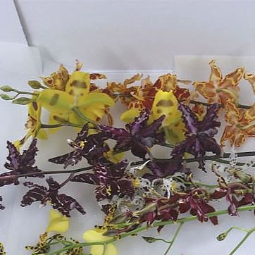 Cambria Orchid Mix