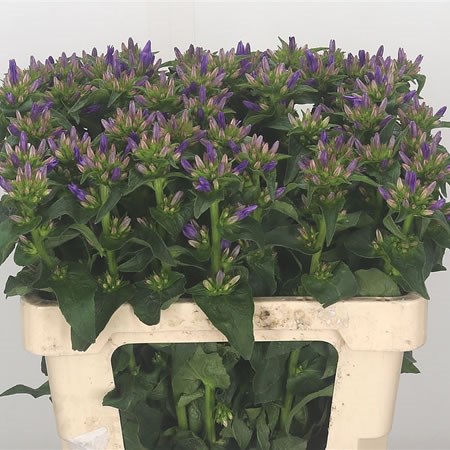 Campanula Andrea