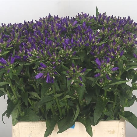 Campanula Blue Echo