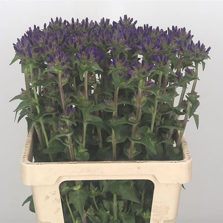 Campanula Blue Ocean