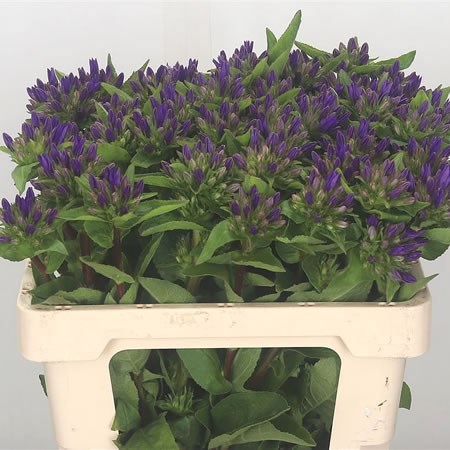 Campanula Danielle