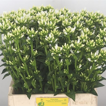 Campanula Echo Alfa