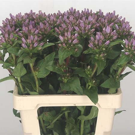 Campanula Glom Emerald