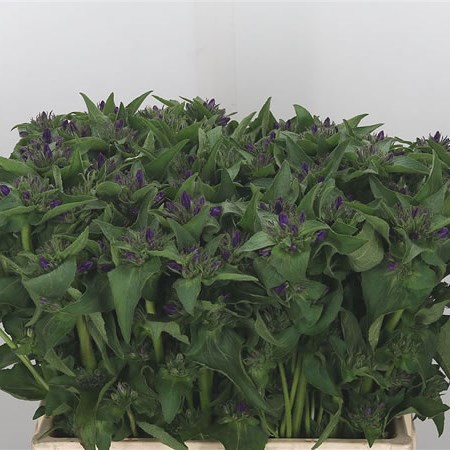 Campanula Glomerata Blue