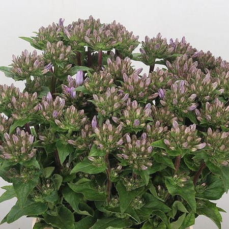 Campanula Glomerata Caroline