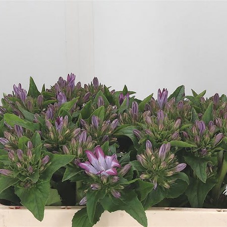 Campanula Glomerata Caroline