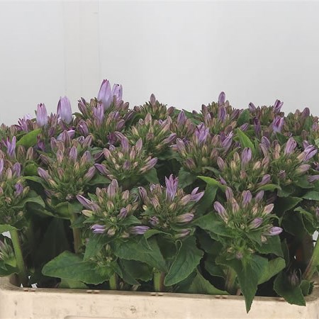 Campanula Glomerata Caroline