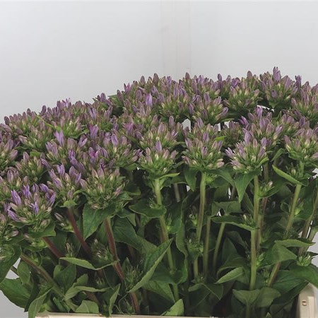 Campanula Glomerata Caroline