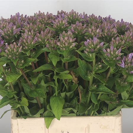Campanula Glomerata Caroline