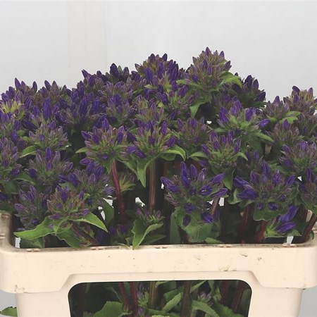 Campanula Glomerata Superba