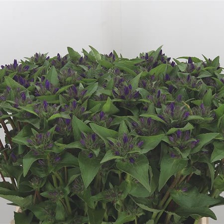 Campanula Glomerata Superba