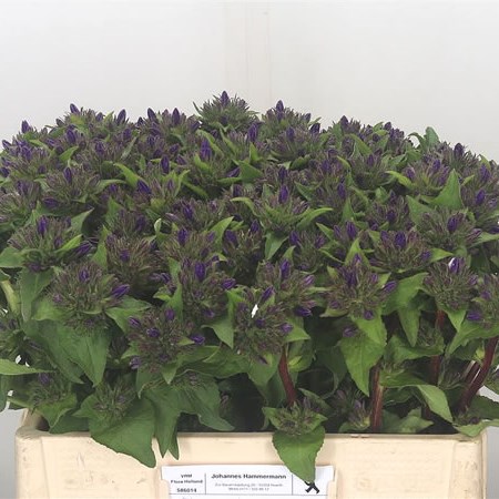 Campanula Glomerata Superba (Extra)