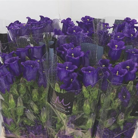 Campanula Medium Lampion Blue