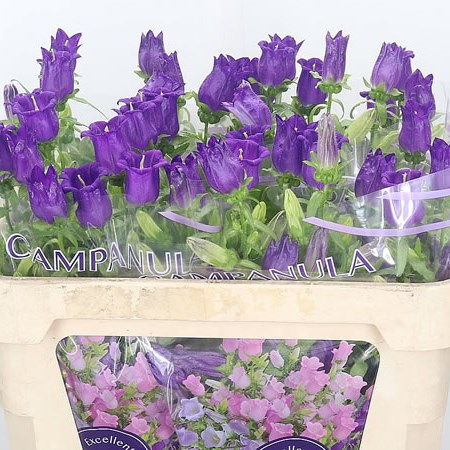 Campanula Medium Lampion Blue