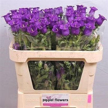 Campanula Medium Lampion Blue