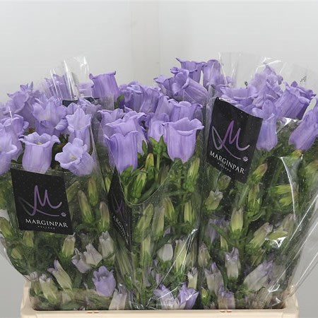 Campanula Medium Lampion Lilac